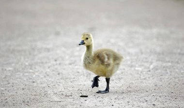 Goslings kumlu bir yoldan geçiyor