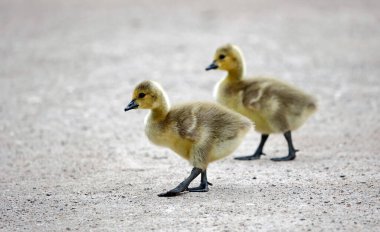 Goslings kumlu bir yoldan geçiyor
