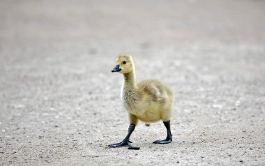 Goslings kumlu bir yoldan geçiyor