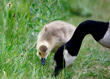 Goslings çimenlerde tohum başları yiyor.