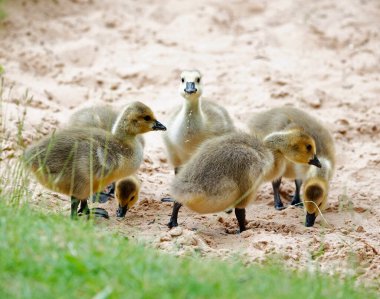 Goslings çimenlerde tohum başları yiyor.