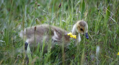 Goslings çimenlerde tohum başları yiyor.