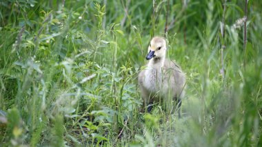 Goslings çimenlerde tohum başları yiyor.