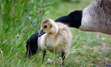 Goslings çimenlerde tohum başları yiyor.