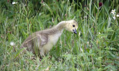 Goslings çimenlerde tohum başları yiyor.