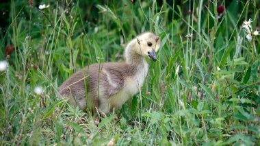 Goslings çimenlerde tohum başları yiyor.