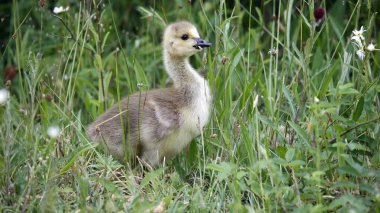 Goslings çimenlerde tohum başları yiyor.