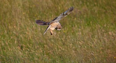 Uzun kulaklı baykuş çayırda avlanıyor