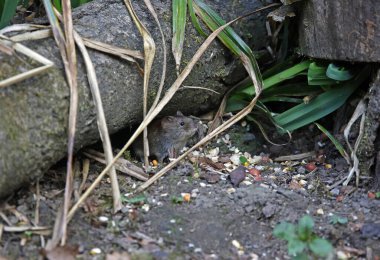 Kuş yemliğinin altındaki tarla fareleri