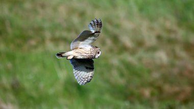 Uzun kulaklı baykuş avı
