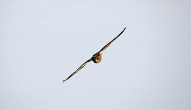 Uzun kulaklı baykuş avı