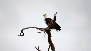 Okavango deltasındaki Afrika balık kartalı
