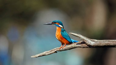 Erkek balıkçı bir dala tünedi.