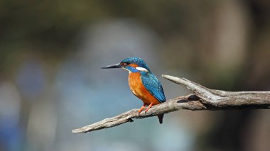 Erkek balıkçı bir dala tünedi.