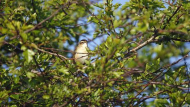 Bahar güneşinde öten çalı bülbülü