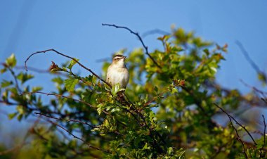 Bahar güneşinde öten çalı bülbülü