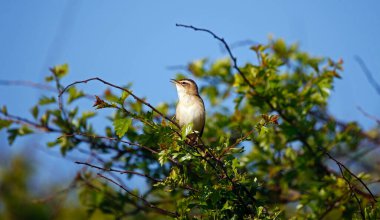 Bahar güneşinde öten çalı bülbülü