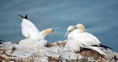 Sümsük kuşları yavrularını uçurumlarda yetiştiriyor.