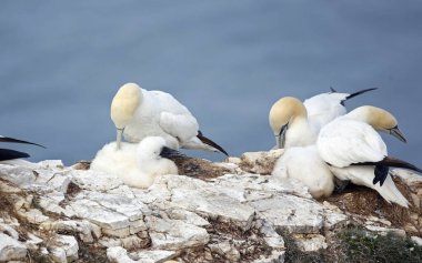 Sümsük kuşları yavrularını uçurumlarda yetiştiriyor.