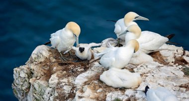 Sümsük kuşları yavrularını uçurumlarda yetiştiriyor.