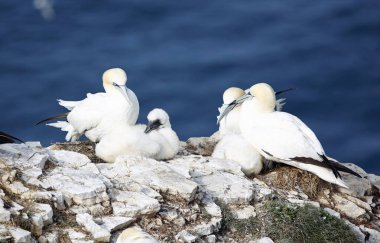 Sümsük kuşları yavrularını uçurumlarda yetiştiriyor.