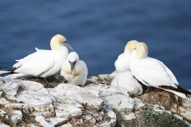 Sümsük kuşları yavrularını uçurumlarda yetiştiriyor.