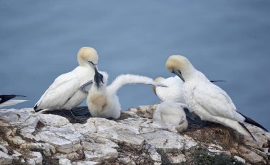Sümsük kuşları yavrularını uçurumlarda yetiştiriyor.