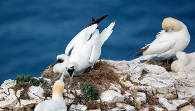 Sümsük kuşları yavrularını uçurumlarda yetiştiriyor.