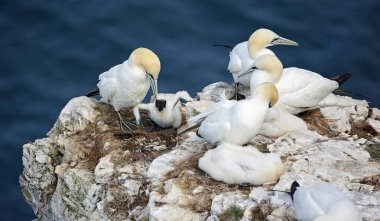 Sümsük kuşları yavrularını uçurumlarda yetiştiriyor.