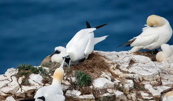 Sümsük kuşları yavrularını uçurumlarda yetiştiriyor.