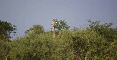 Okovango deltasındaki zürafa