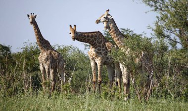 Okovango deltasındaki zürafa