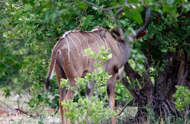 Okavango deltasındaki Afrika ormanında daha büyük bir kudu.