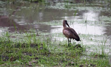 Okavango deltasındaki Hadaibis