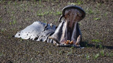 Kocaman dişleri olan esneyen su aygırı.