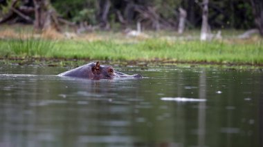 Okavango delta Botswana 'da su aygırları