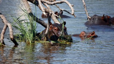 Okavango delta Botswana 'da su aygırları