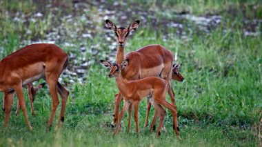 Implala Okavango delta Botswana 'da.