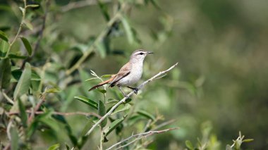Botswana 'da Kalahari Robin' i fırçaladı.