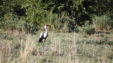 Okavango deltasındaki sallanan vinç.