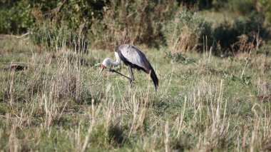 Okavango deltasındaki sallanan vinç.