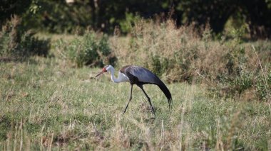 Okavango deltasındaki sallanan vinç.