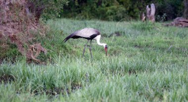 Okavango deltasındaki sallanan vinç.