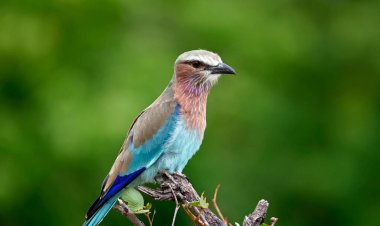 Levrek üzerinde eflatun göğüslü bir rulo