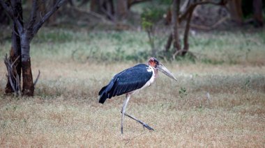 Marabutlar Okavango delta Botswana 'da
