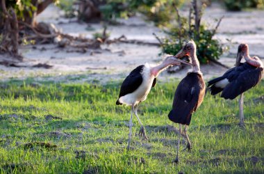 Marabutlar Okavango delta Botswana 'da