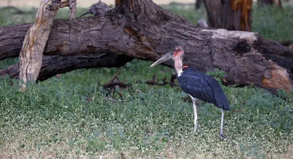 Marabutlar Okavango delta Botswana 'da