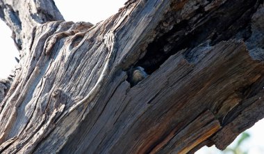 Kertenkeleyi ağaçtaki delikten gözetle