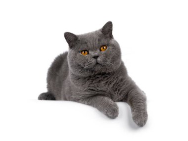 Yakışıklı, saf mavi erkek, İngiliz Shorthair kedisi. Pençeleri aşağı sarkık bir şekilde kenarda yatıyordu. Kameraya doğru bakıyorum. Beyaz bir arkaplanda izole edilmiş.