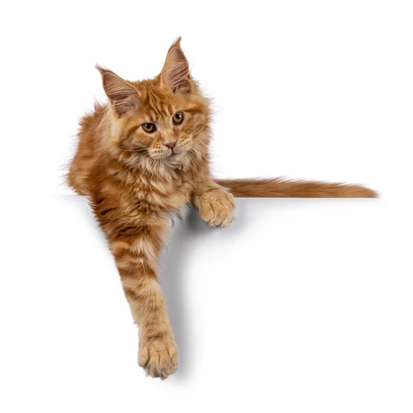 Impressive Red Male Maine Coon Cat Kitten Hanging Adge Looking — Stock Photo, Image